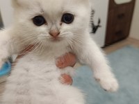 Scottish Fold Ve Scottish Straight Yavrularım