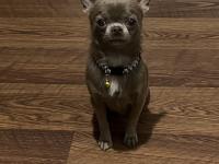 Teacup Lilac Erkek Şivava