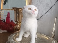 Kar Beyaz Scottish Fold Yavrularımız