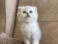 Şecereli Soy Irk Garantili British Shorthair Silver Bebeğimiz.