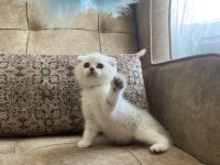 Scottish Fold Shorthair Silver Shaded Ns11 Bebeğimiz.