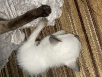 2 Aylık Siyam Kedisi Yavru