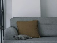 3 Aylık British Shorthair Bir Sorunu Yok