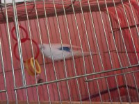 Çift Muhabbet Kuşumuz