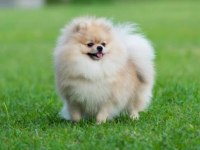 Orjinal pomeranian boo