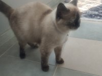 Sahiplendirilecek kedimiz