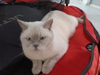 Blue Point Cinsi Kedimiz