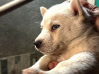 Safkan husky yavruları