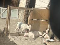 Damızlık 3 Bull Terrier Dişimiz Satılıktır Toplu