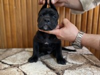 Gerçek Dev Adayları Cane Corso