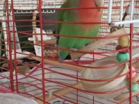 Papağanımı maalesef satıyorum