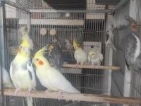 Sahibinden sultan papağanı üretimi