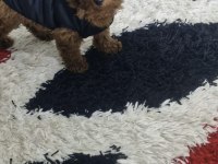 Ev Ortamında Orjinal Toy Poodle