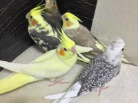 2025 Üst Düzey A Kalite Bebek Yavru Sultan Papağanı Konuşturmalık Full Evcil