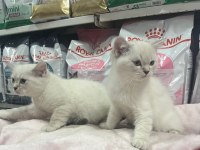 Red Point British Shorthair Türünün En Güzel Örneklerinden