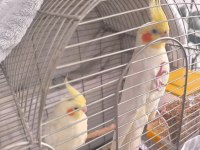 Eş sultan papağanımız