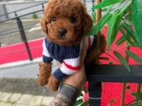 Orjinal Poodle Yavru Köpekleri