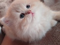 Show Kalite British Longhair Bebekler