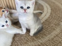British Shorthair Yavru Kediler Rezerveye Açık!