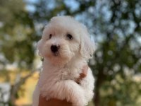 Ev ortamında bakılmış maltese terrier