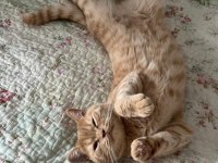 2 Yaş Oyuncu Turuncu British Kedimiz