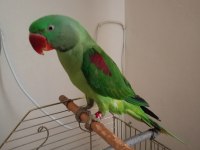 Erkek alexander papağanı 10 aylık