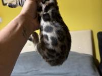 Full Şecereli Bengal Kedisi Yavrular