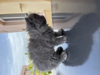 British Longhair Dişi