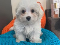 Dünya tatlısı terrier yavruları