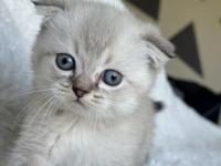 Scottish Fold Blue Point Yavru Kedim