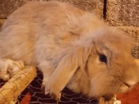 Hollanda Lop Dişi Anaç 14 Aylık Tavşan