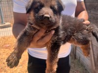 Alman Kurdu Bebeklerimiz İçin Acele Edin