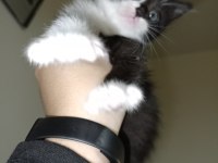 20 Ocak Doğumlu British Bicolor Yavrular