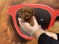 Irk Garantili Toy Poodle Yavrularımız