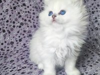 Kocaeli Show Kalite Safkan British Longhair Yavrular