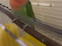 3 Yaşında Sevda Papağanı