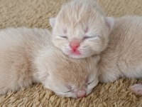 Özel Renk Chocolate Golden Kediler