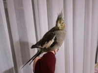 Sultan Papağanı (Ele Gelir)