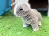 Hollanda teddy lop tavşanı yavrular