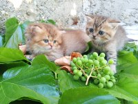British Shorthair Yavru Kedimiz