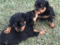 Safkan Macar Rottweiler 2 Aylık Yavru Köpekler