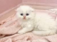 Safkan beyaz scottish fold erkek