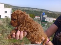 İzmir Toy Poodle Yavrular
