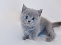 British Shorthair Köpeklerimiz