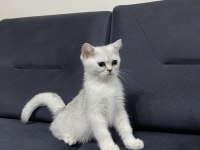 Dişi 3 aylık british shorthair