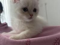 Çok Oyuncu Erkek Scottish Bebeğimiz