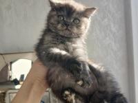 British Shorthair Silver Chocalate Ve Bicolor