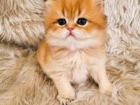 British Shorthair Harika Yavrular