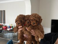 Toy Poodle Köpeği Yavrularımız