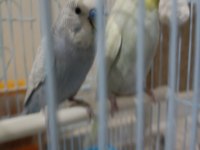 Bir Çift Muhabbet Kuşu İle Bir Çift Kanarya